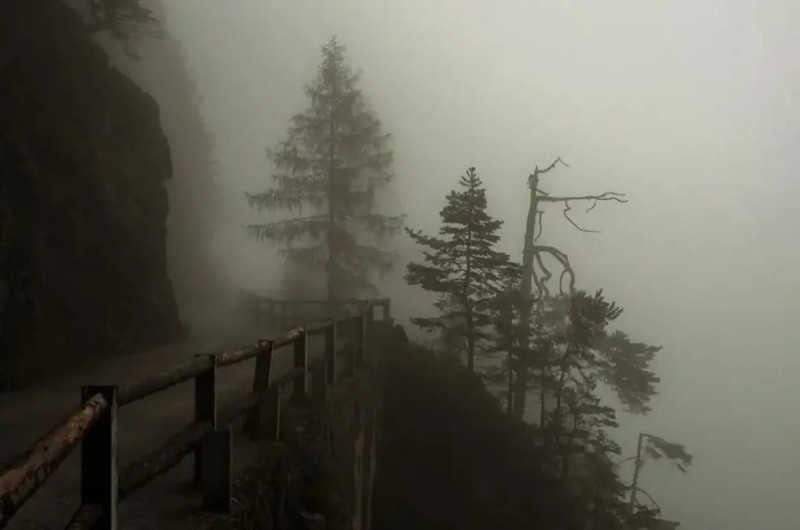 Создать мем: foggy, foggy forest, лес в тумане