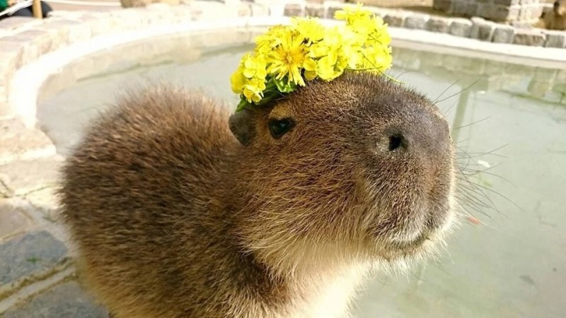 Create meme: the capybara , morning capybara, capybara smile
