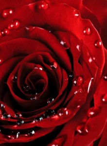 Create meme: drop, a photo of rose with drops, Wallpapers red rose with drops