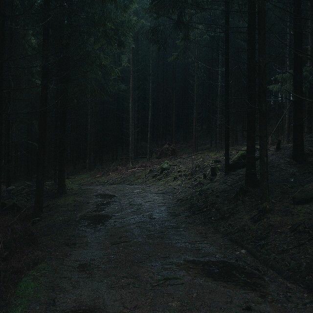 Create meme: the woods at night, scary forest at night, night forest