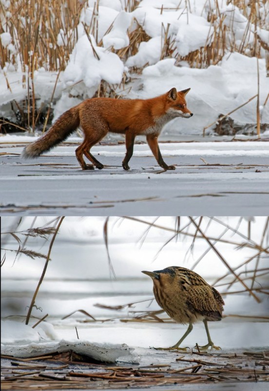 Create meme: Fox, Fox, Fox 