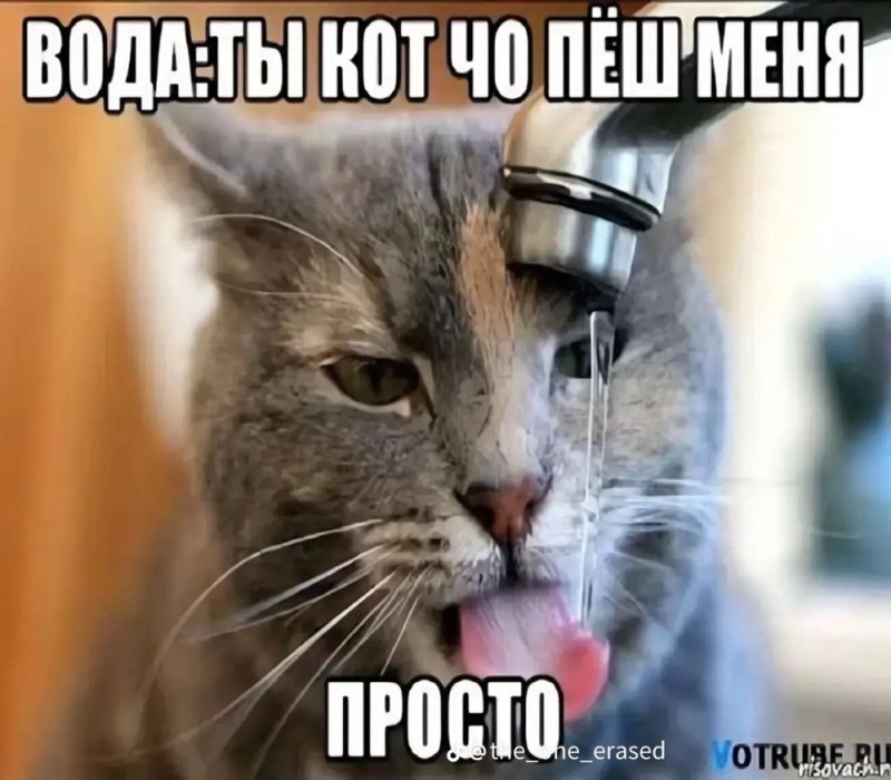 Create meme: cats , cat , The cat is lapping