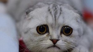 Create meme: cat with sad eyes, sad cat, sad cat