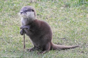 Создать мем: морская выдра, cheeky small clawed otter, животное выдра