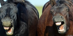 Create meme: horse yawns, neighing horse, the neighing of horses
