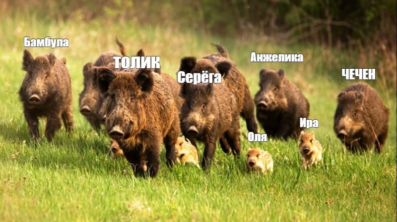 Create meme: wild boar , the pack of wild boars, wild boars asf