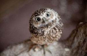 Create meme: animals, cute owl, owl