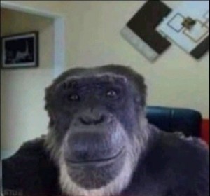 Create meme: monkey animals, monkey