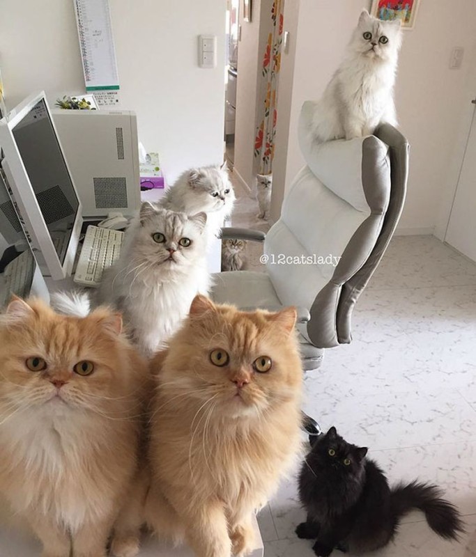 Create meme: Persian cat , cat , seals 