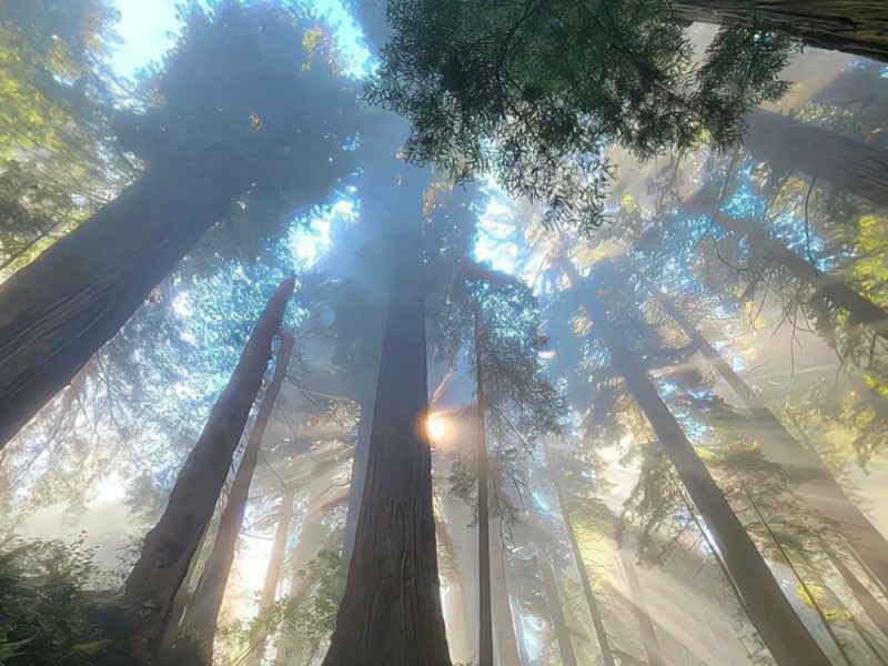 Create meme: sequoia park, landscape , sequoia tree