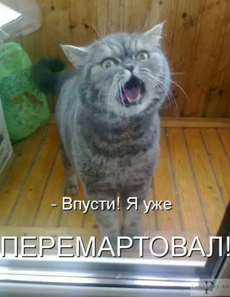 Create meme: cat , kotomatrica the best with signatures, the cat is a hard worker