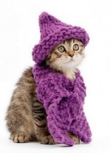 Создать мем: фиолетовый котик, кот фиолетовый, фиолетовый котенок