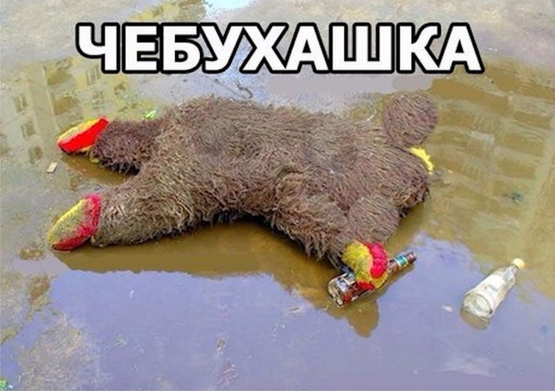 Create meme: drunk bear , fun , the trick 