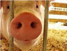 Create meme: pig farm, pig photo, penny the pig