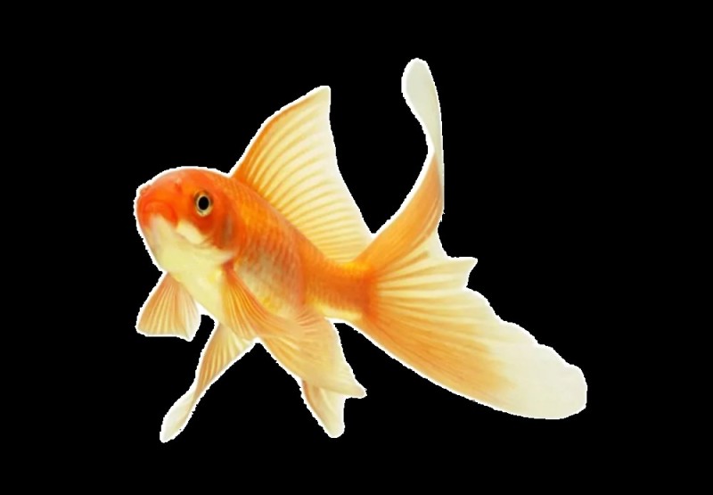 Create meme: goldfish , goldfish aquarium, fish on a transparent background