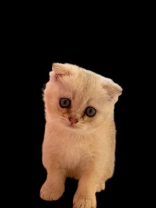 Create meme: Scottish fold, cat, Scottish fold cat