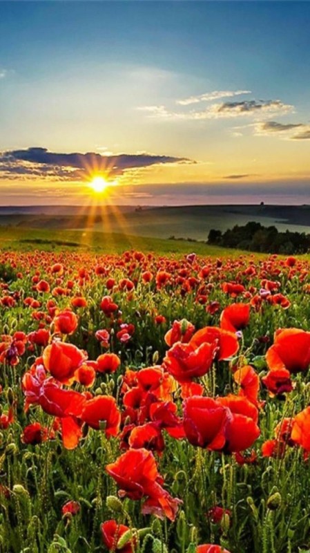 Create meme: poppy field, landscape with poppies, poppy field and sunrise