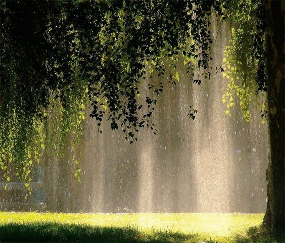 Create meme: sunny rain, nature after the rain, Beautiful rain