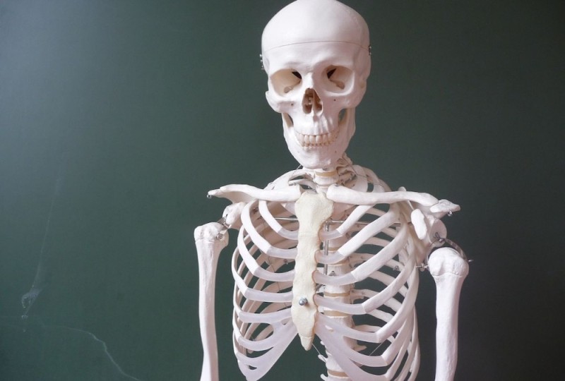 Create meme: human skeleton bones, the human body skeleton, the human skeleton