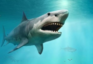 Create meme: carcharodon Megalodon