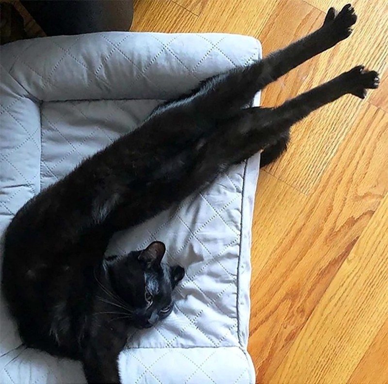 Create meme: cat with outstretched paws, The black cat stretches, Black cat