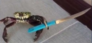 Create meme: crab meme, a crab with a knife meme, crab killer