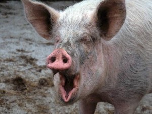 Создать мем: животные свинья, свинья кабан, свинья свинья
