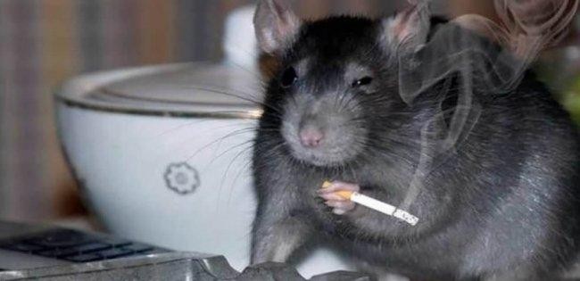 Create meme: smoking rat, meme rat with a cigarette, adult chinchilla