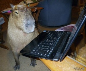 Создать мем: капибара за компьютером, капибара и крыса, животное капибара