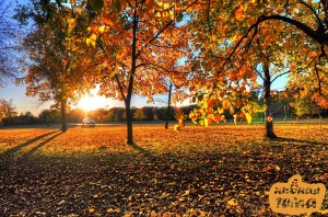 Create meme: autumn leaves, Sunny autumn, foliage autumn