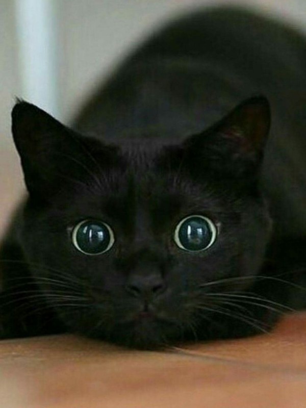 Create meme: black cat , black cat , a black cat with big eyes