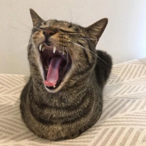 Create meme: cat, yawning cat, yawning cat