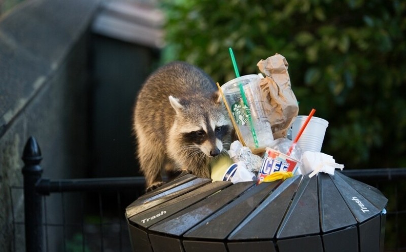 Create meme: raccoon in the trash, raccoon gargle , Raccoon polosun in the trash