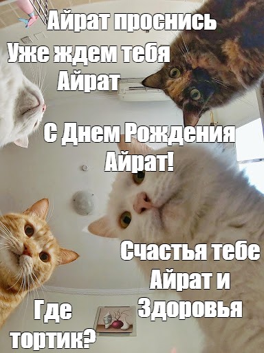 Наташа Ты Спишь Коты Картинки