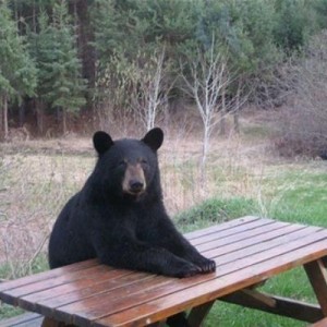 Create meme: ayı, bear, black bear