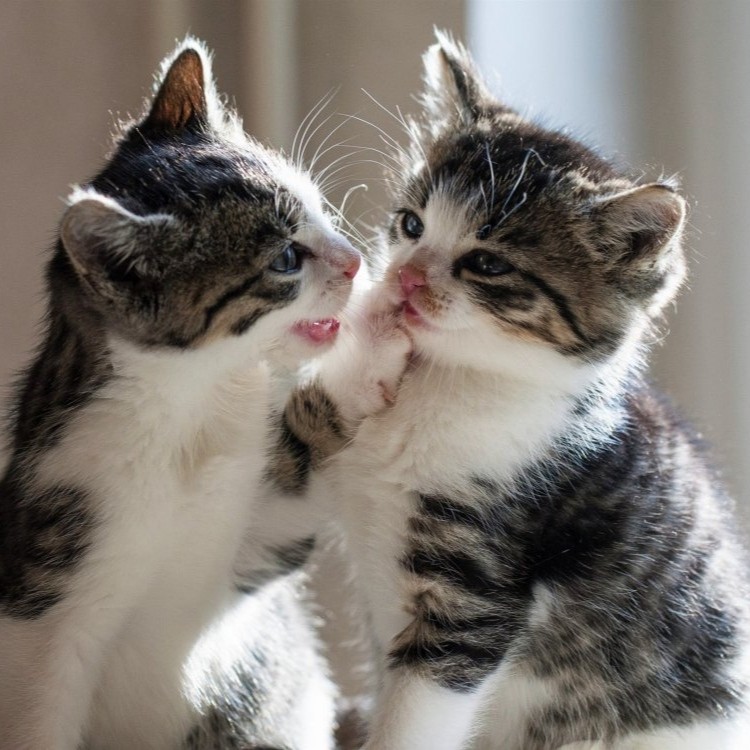 Создать мем: котики парные, целующий котик, целующиеся котики