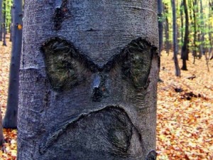 Создать мем: дерево, bark, dead tree