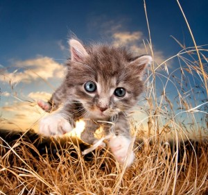 Create meme: beautiful cats, cute kittens, beautiful kittens