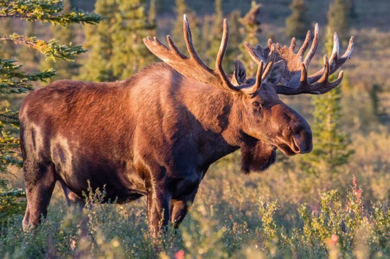 Create meme: moose , photo of a moose, elk elk