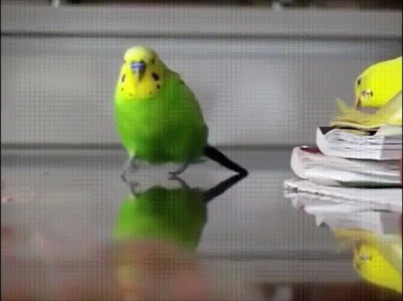 Create meme: parrot runs from explosion, The parrot is running, The parrot