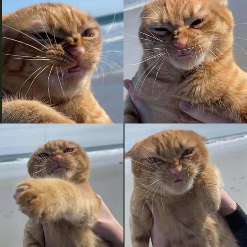 Create meme: meme disgruntled cat , cat , The red cat meme