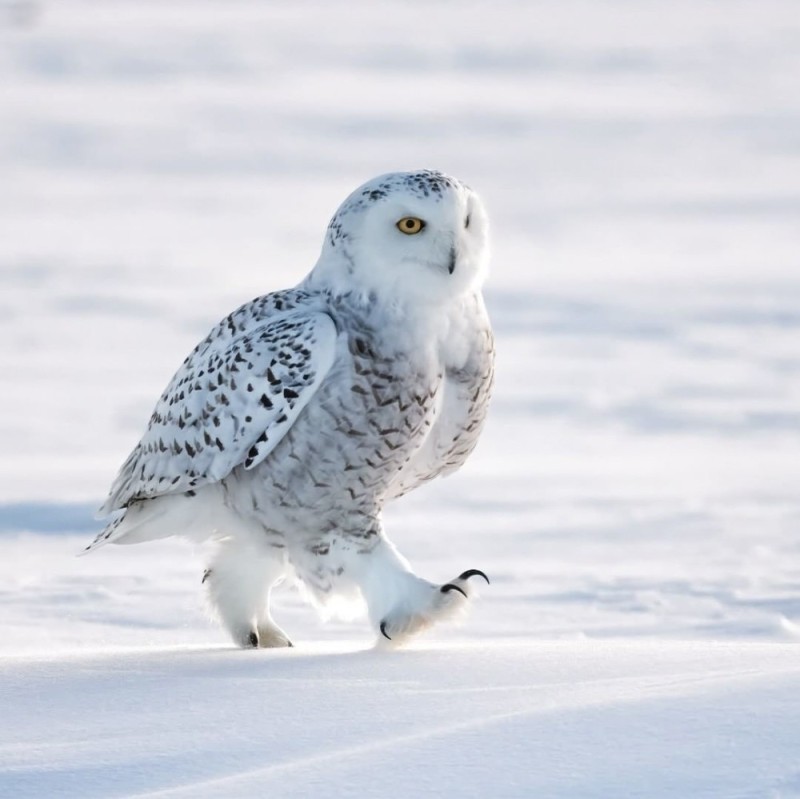 Create meme: white owl, polar owl, The polar owl in the tundra