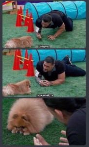 Create meme: Pomeranian, Spitz dog