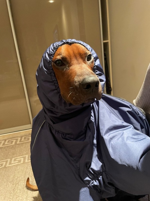 Create meme: darell jumpsuit raincoat for big dogs, dog , Dachshund dog