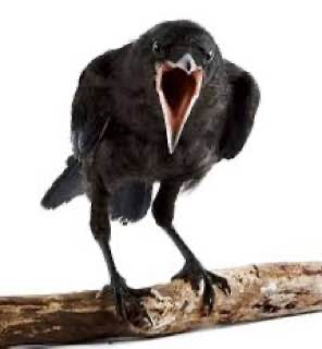 Create meme: the crow caws, The screaming crow, The raven's cry