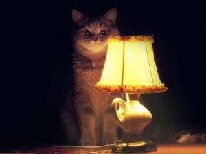Create meme: tube cat, cat with lamp