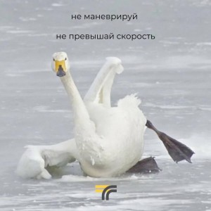 Create meme: birds, swans birds, Swan whooper