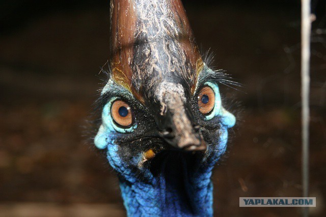 Create meme: cassowary, Cassowaries are killer birds, The cassowary is a dangerous bird