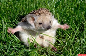 Create meme: Animal, hedgehog, the long-eared hedgehog