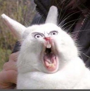 Create meme: funny photo, smiling animals, screaming Bunny meme